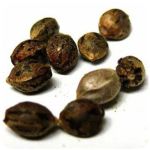 Семена марихуаны АК-47  (Seeds AK-47) в Щиграх